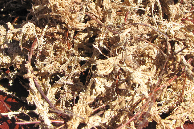 Long Fibered Sphagnum Moss