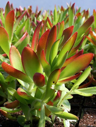 What are Succulent Plants?