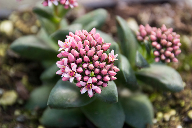 Springtime Blooms... for this Succulent