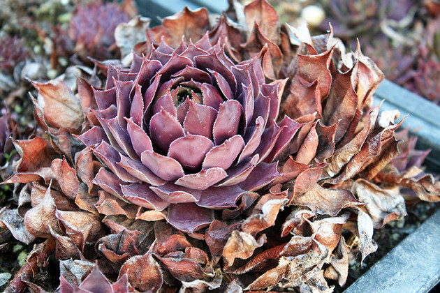 Removing Dead Leaves from Hens and Chicks