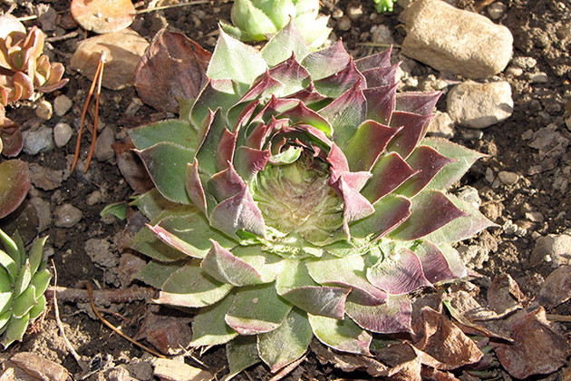 Deer Resistant Sempervivum