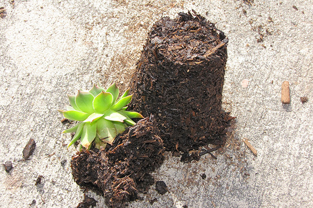 How Much Water for Hens and Chicks Plants?