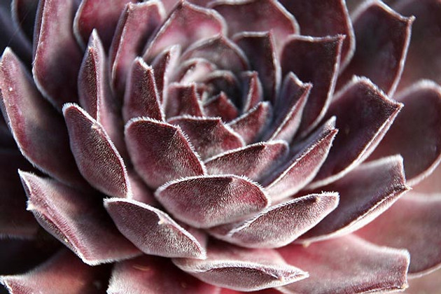 Hens and Chicks Up Close