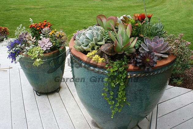 succulents in pots