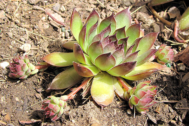 Jovibarba Hen and Chicks