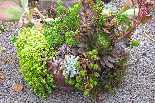 How to Rejuvinate Succulent Container Gardens