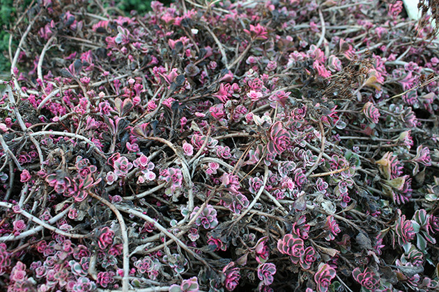 Cleaning Up Sedum Plants