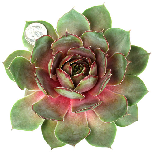 Sempervivum Summer Wine | Hens and Chicks for Sale