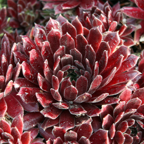 Sempervivum Terracotta Baby | Hens and Chicks for Sale
