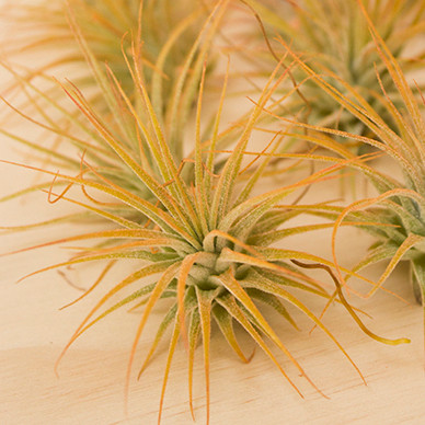 Tillandsia Orange Rainbow 送料無料 珠玉の斑入りティランジア・オレンジレインボー Tillandsia