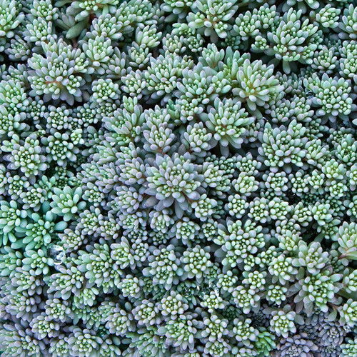 Sedum hispanicum Blue Carpet Succulents for Sale