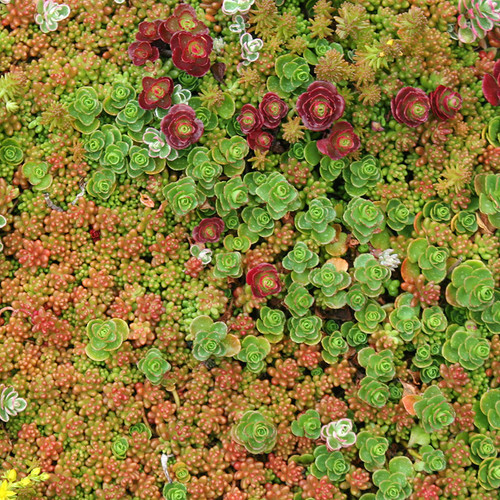 Sedum Premium Mixed Tile Succulents for Sale