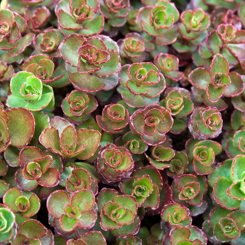 Sedum spurium Dragon's Blood | Succulents for Sale