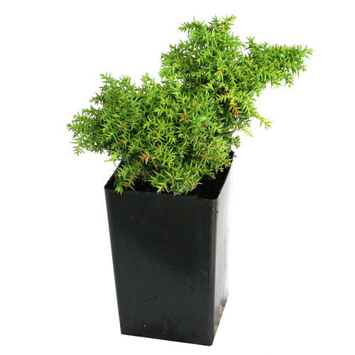 Tansu Japanese Cedar Miniature Garden Plants for Sale