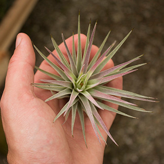 Kammii__93218.1543903216.500.