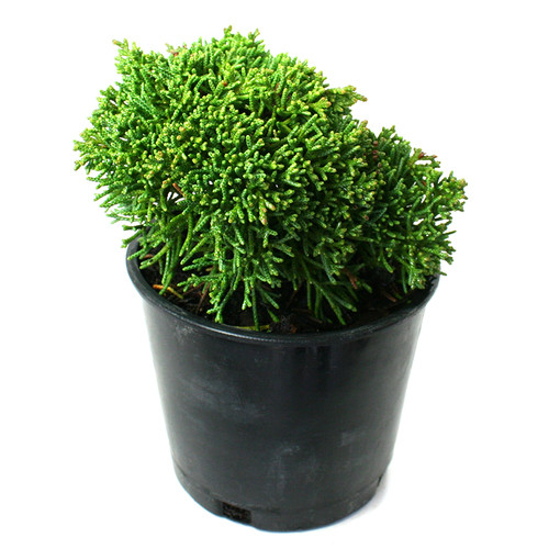 Shimpaku Chinese Juniper Miniature Garden Plants for Sale