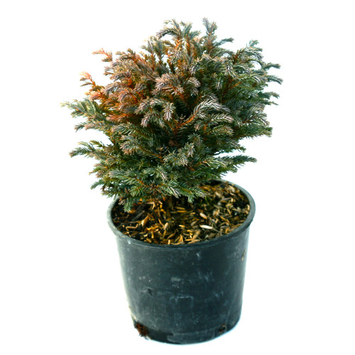 Blue Moon Sawara Cypress | Miniature Garden Plants for Sale