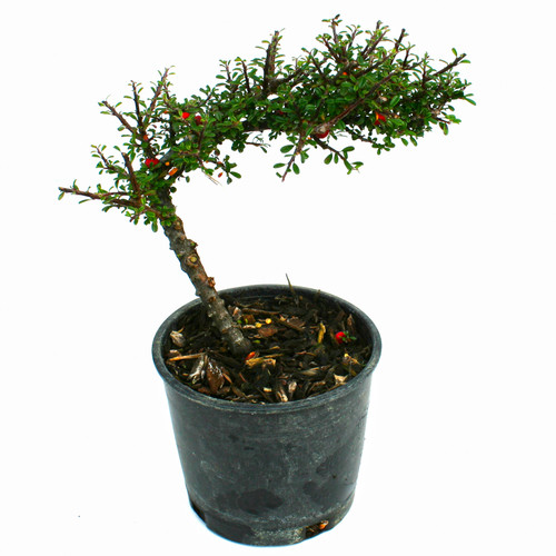 Thyme Leaf Cotoneaster Bonsai Miniature Garden Plants for Sale