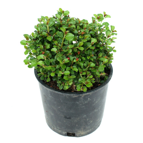 Tom Thumb Cotoneaster Miniature Garden Plants for Sale