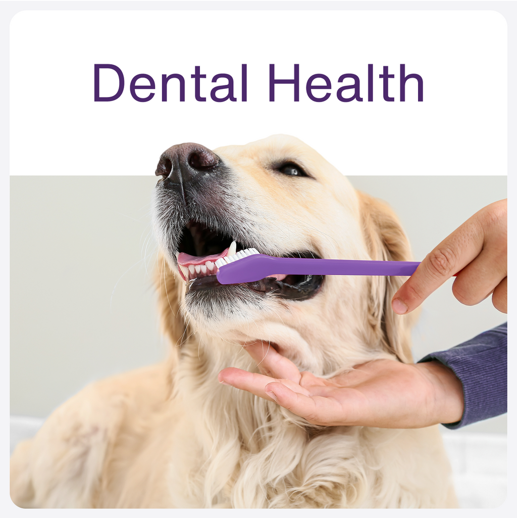 Homepage - Square - Dental Health 