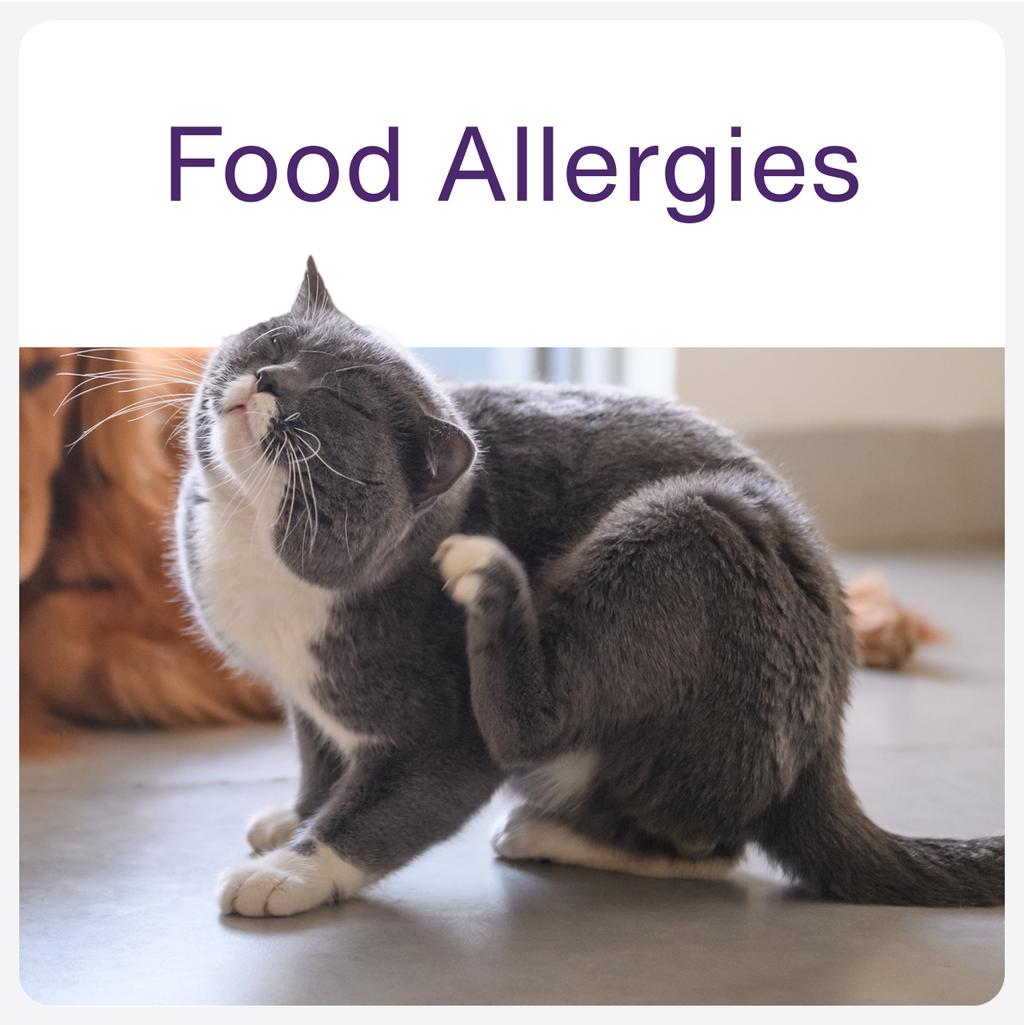 Homepage - Square - Food Allergies 