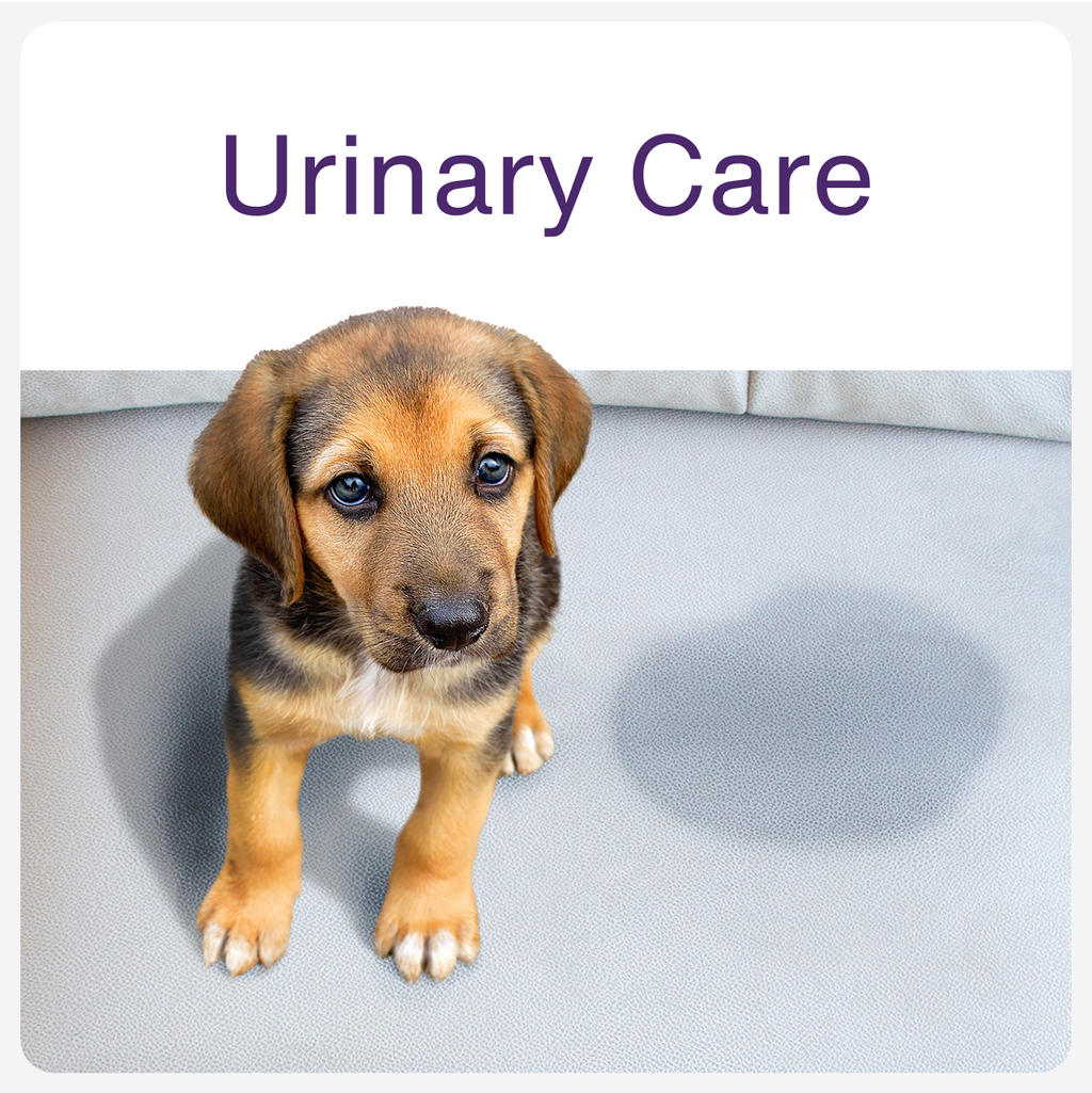 Homepage - Square - Urinary Care
