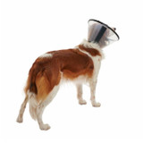 Buster Quick E-Collar