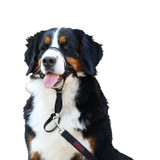 Halti Headcollar for Dogs