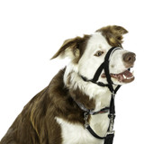 Halti Headcollar for Dogs