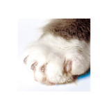 Soft Paws Nail Caps Kit for Cats