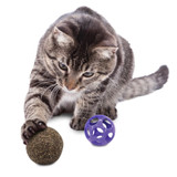 Blissy Moon Toy with Catnip for Cats