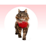 Medical Pet Shirts for Cats