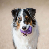 Stuffing Toy for Senior Dogs