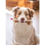 Double Ended Toothbrush for Animals