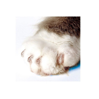 Soft Paws Nail Caps Kit for Cats