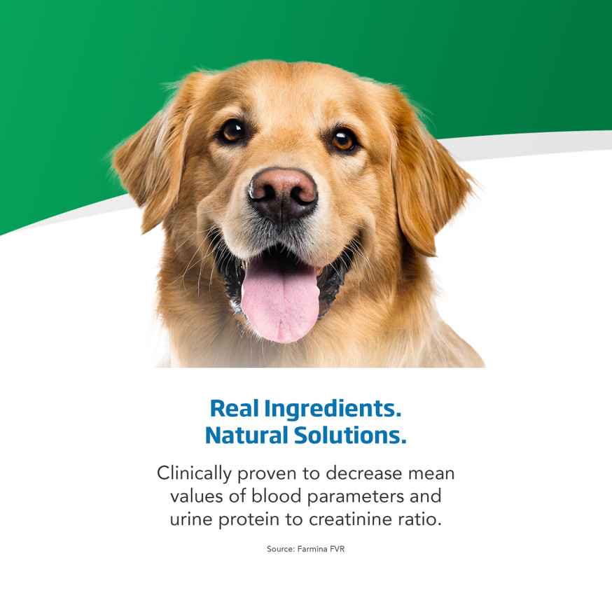 VetLife Renal Canine Dry Dog Food