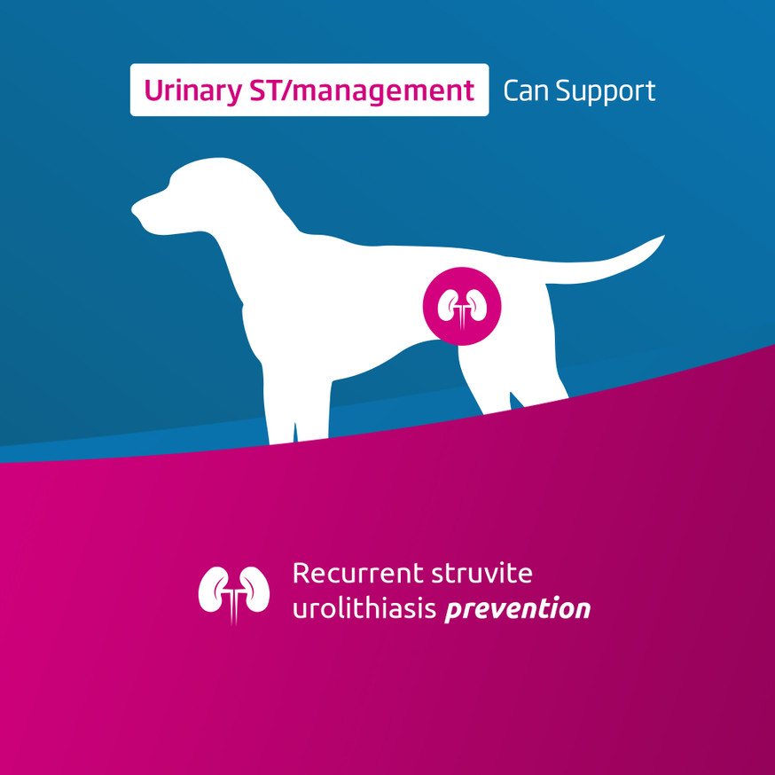 VetLife Urinary St Management Canine Dry Dog Food