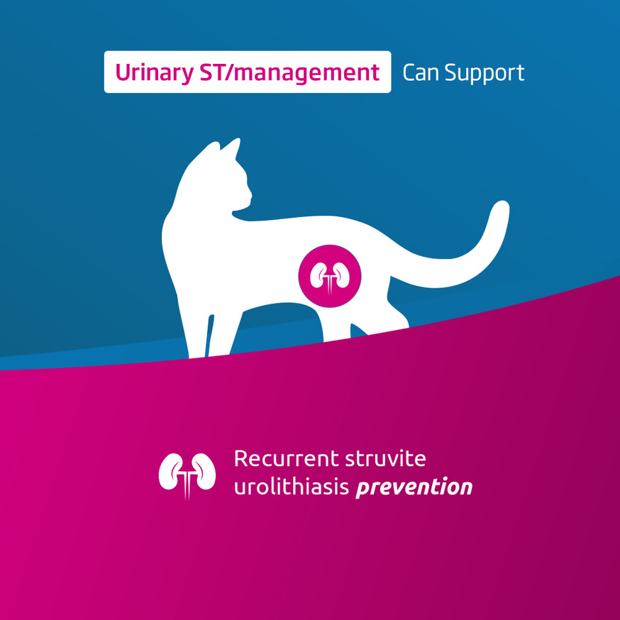VetLife Adult Urinary ST Management Feline Wet Food