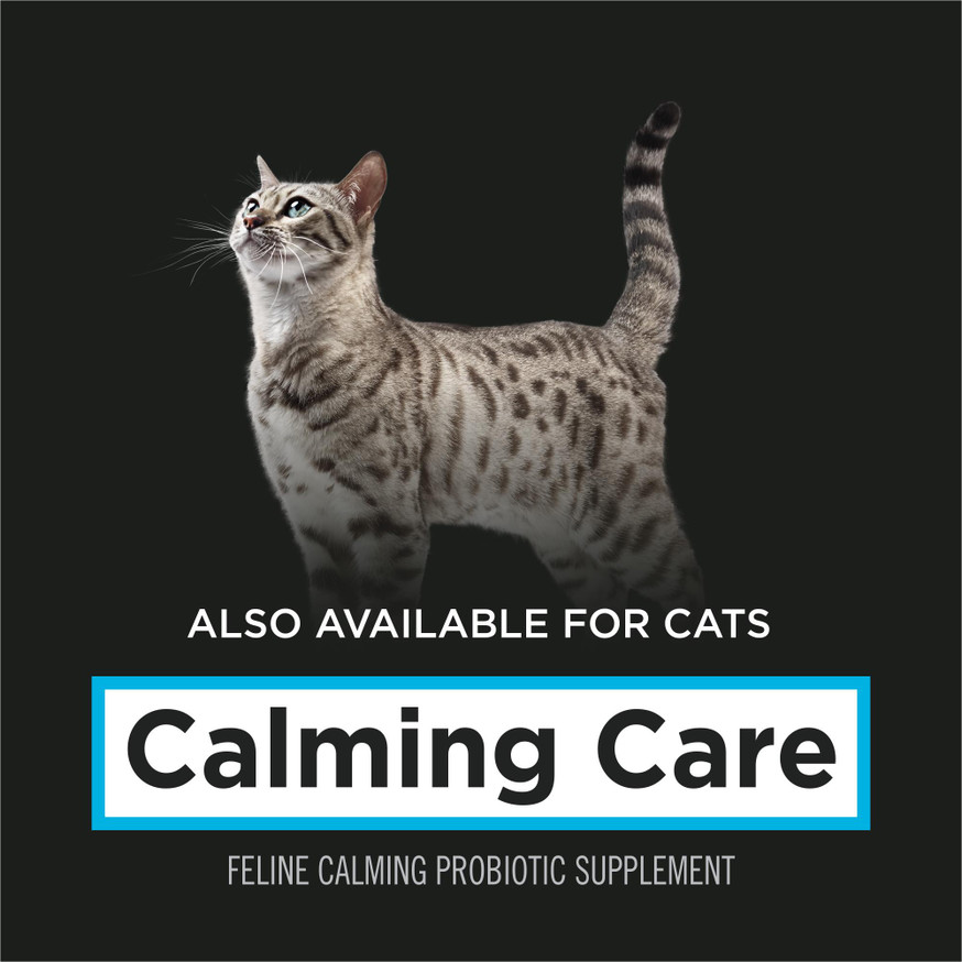 Veterinary Supplements® Calming Care, Powdered Calming Probiotic Supplement for Dogs