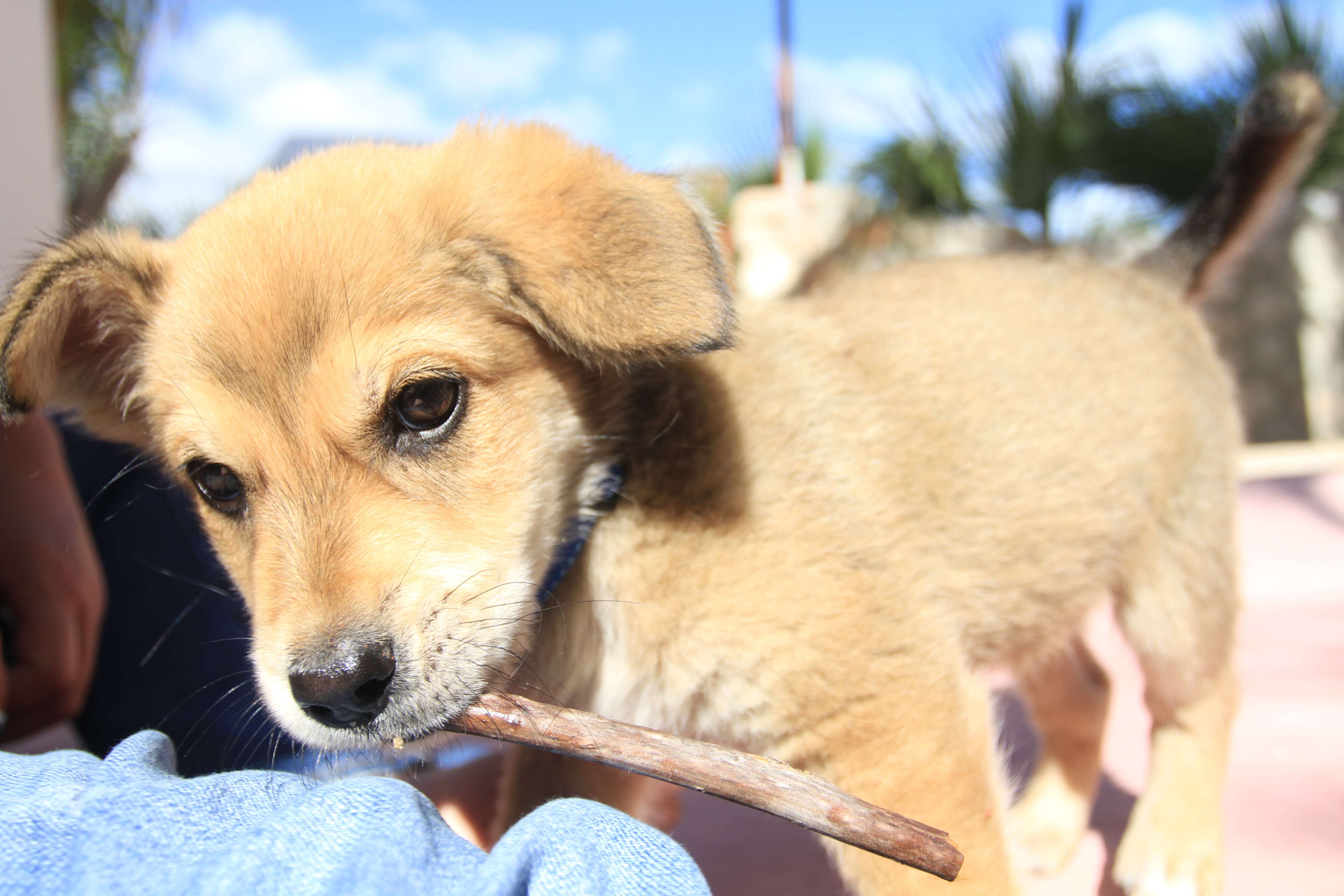 Bandito the Baja perro