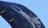 Wainman kite