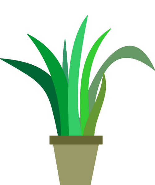 Designers Choice Tropical Plant