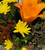 Autumn Container Arrangement