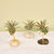 Mounted Air Plant
