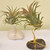 Mounted Air Plant