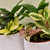 6" Celeste Tropical Dish Garden
