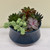 Teal Succulent Garden