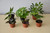 2.5 inch Tropicals