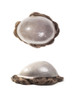 M101VBSC V-loop Thin Skin Hairpiece