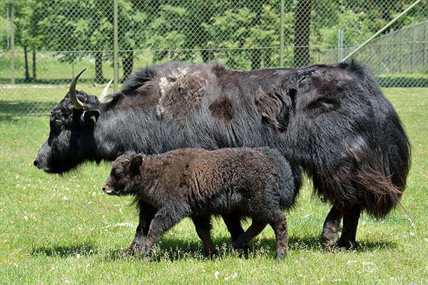 Yaks Animals